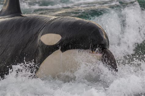 Killer whale vs great white. Things To Know About Killer whale vs great white. 